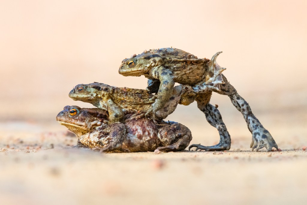 British Wildlife Photography Awards, James Rodie