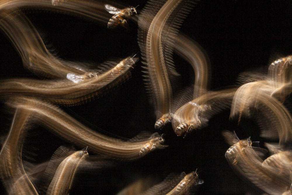 long exposure bees John Waters