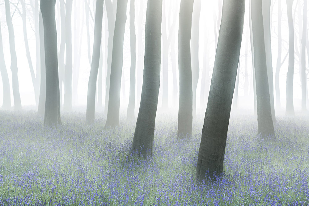 misty bluebell forest Phillip Selby