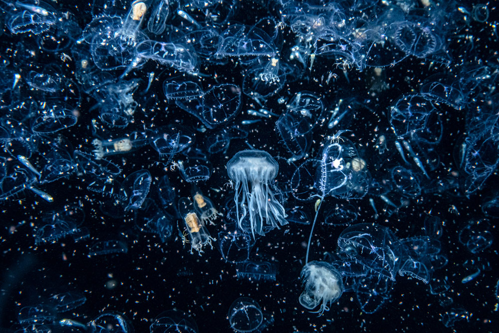 jellyfish underwater photo Henley Spiers