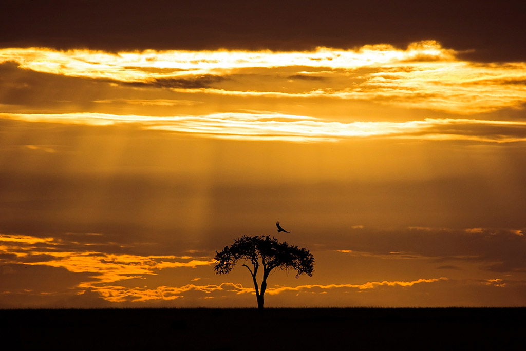 Acacia tree silhouette against a dramatic sunrise – Masai Mara, Kenya