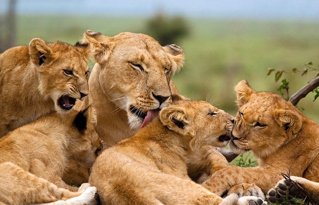 A mother and lion cubs, members of the marsh pride in the Masai Mara (of BBC Big Cat Diaries fame). taken by will davies