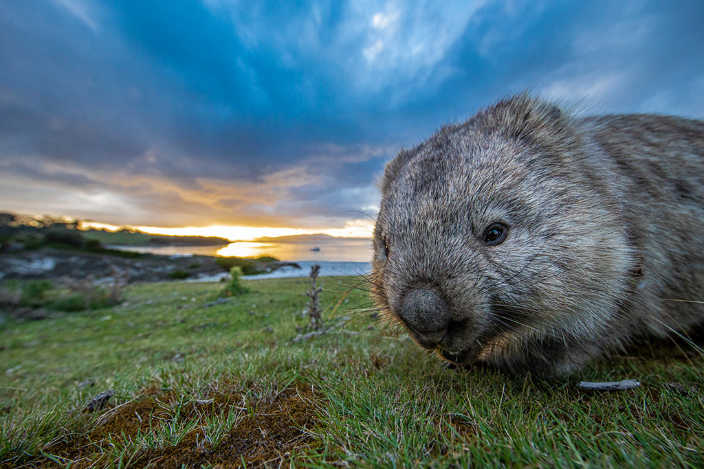 close up wombat portrait travel photography