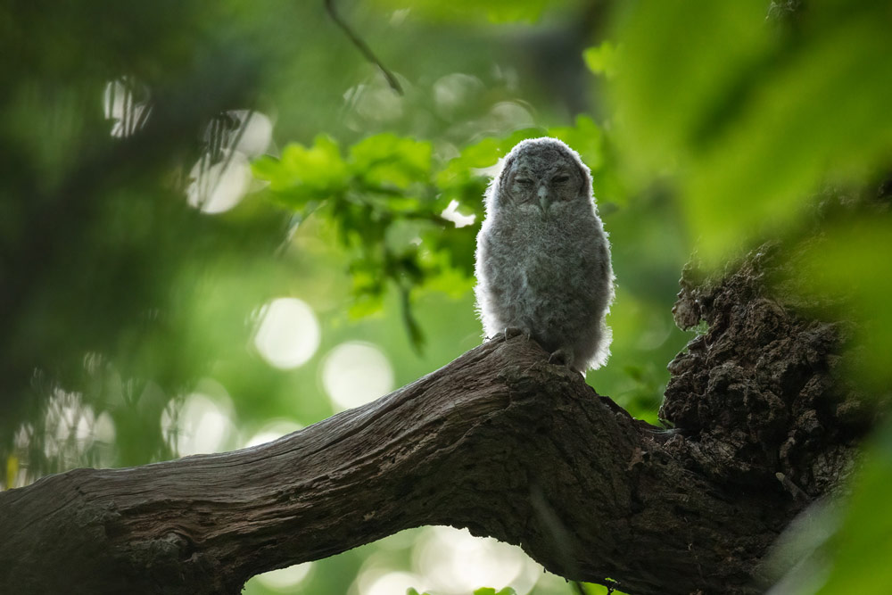 British Wildlife Photography Awards 