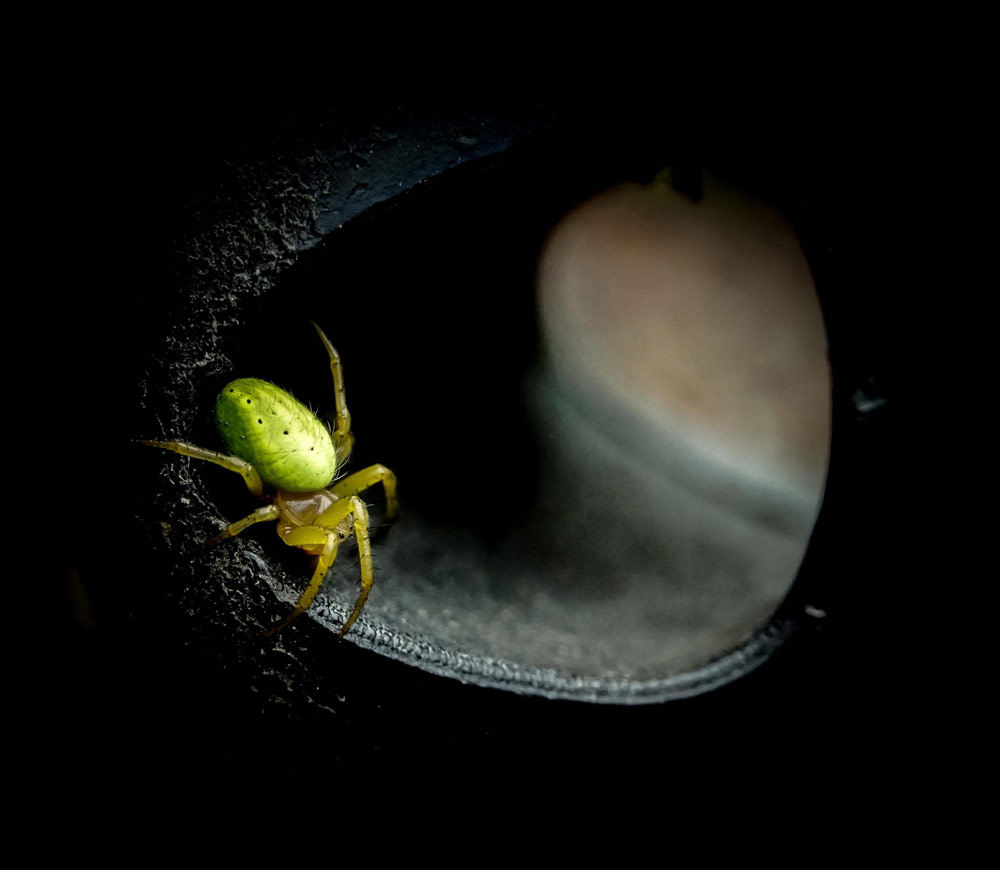 The Scottish Wildlife Photographer of the Year 2022 winner