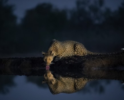 A leopard photographed at ISO 51,200 at a watering hole in Botswana