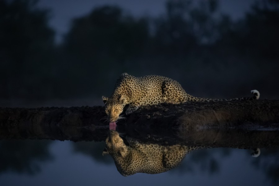 A leopard photographed at ISO 51,200 at a watering hole in Botswana