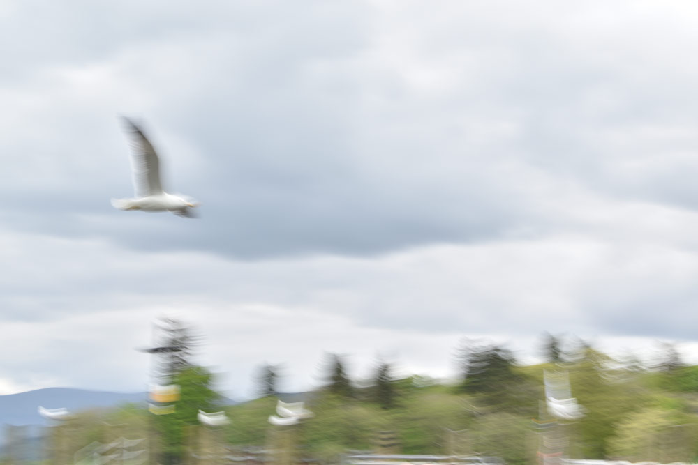 One of Caitlin's nature images, Nikon and DofE