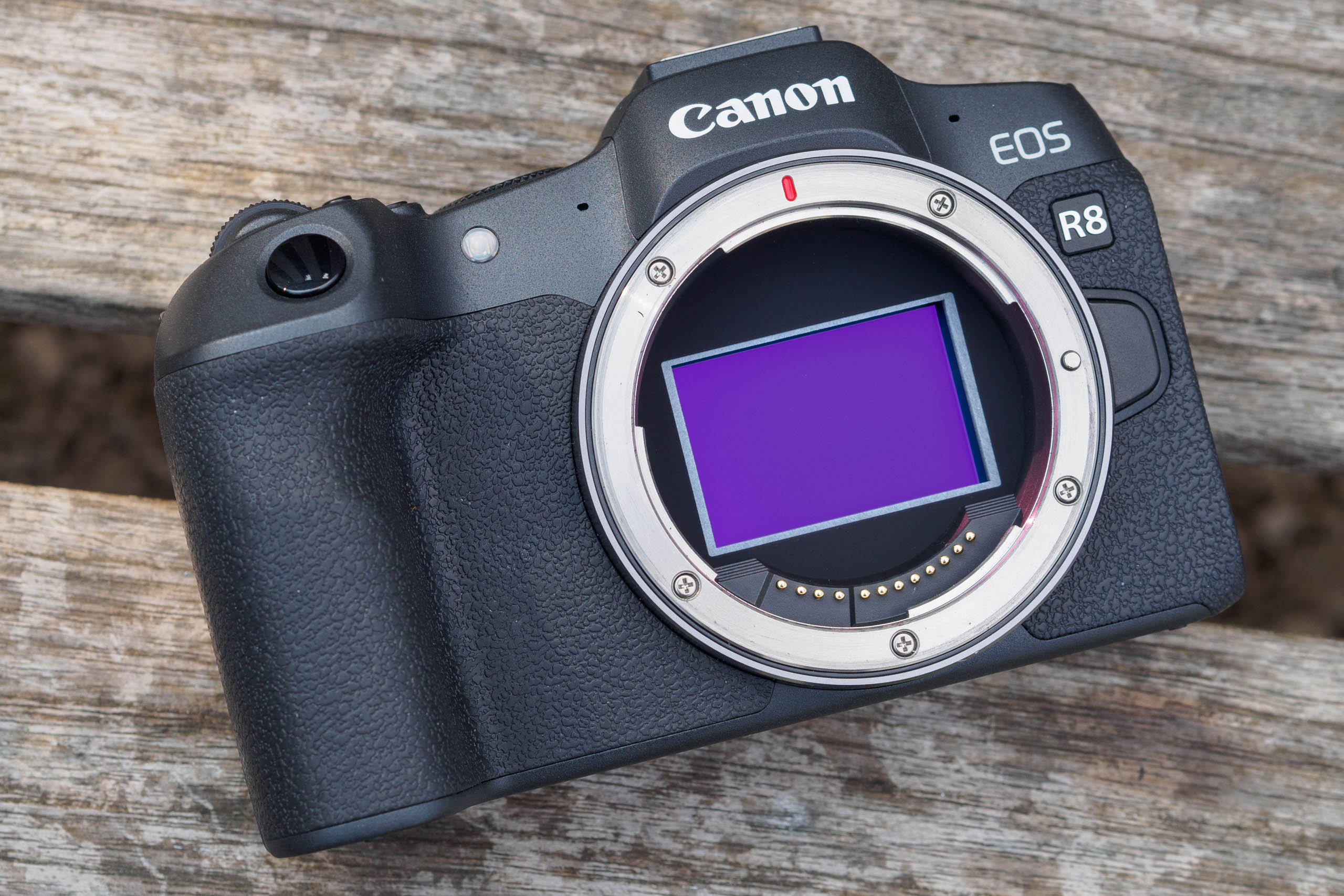 Canon EOS R8 Review - Forbes Vetted