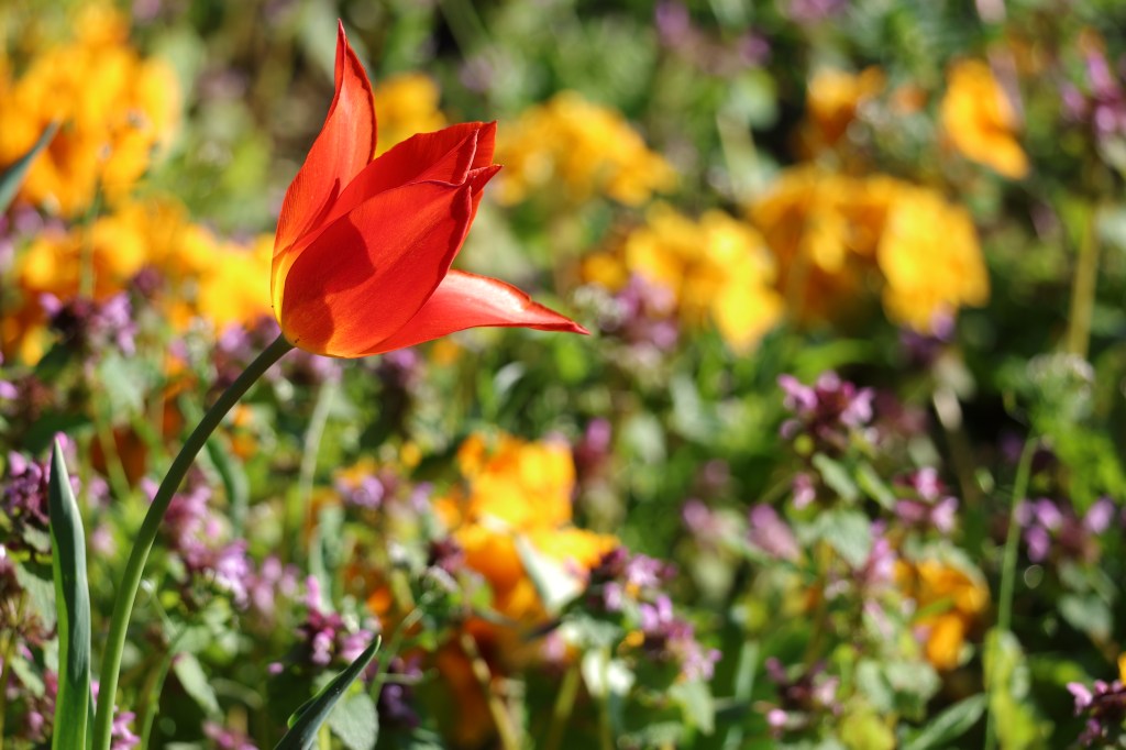 Canon EOS R8 tulip JPEG colour example