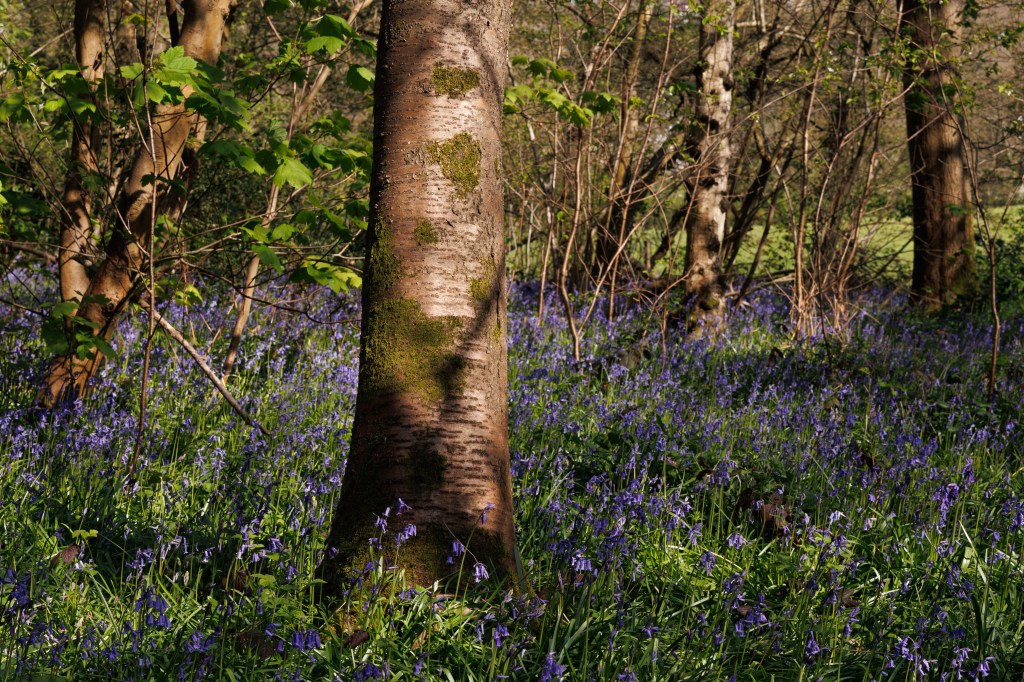 Canon EOS R8 bluebell woods sample image