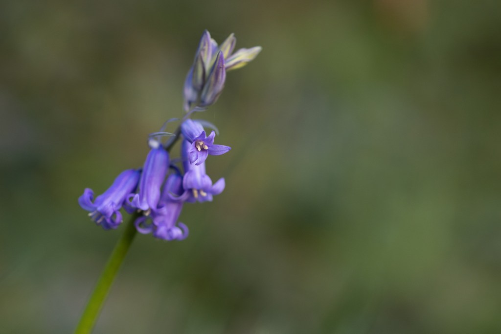 Canon EOS R8 bluebell detail sample image