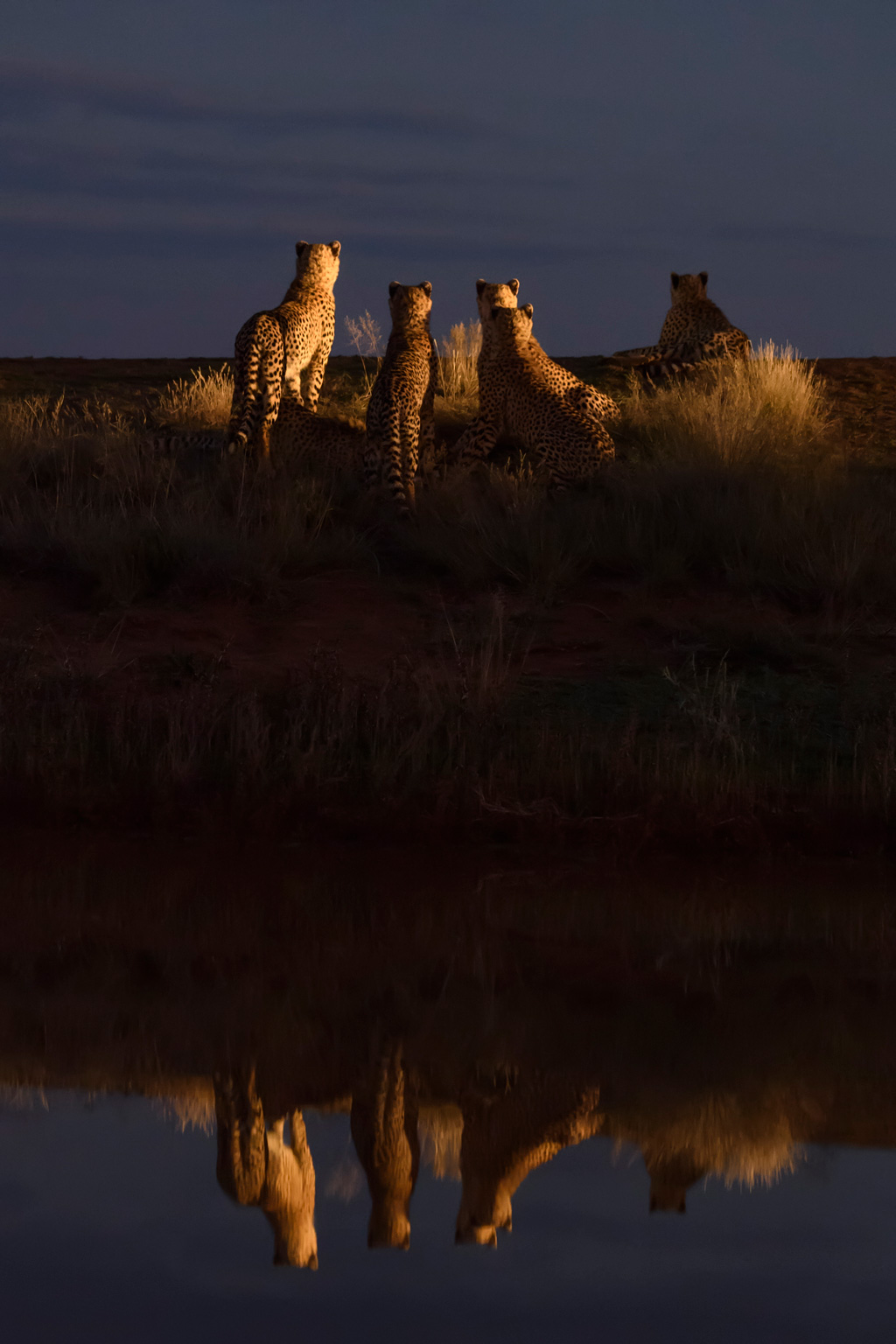 Cheetahs watching a herd of springbok from a watering hole in South Africa © Marsel van Oosten