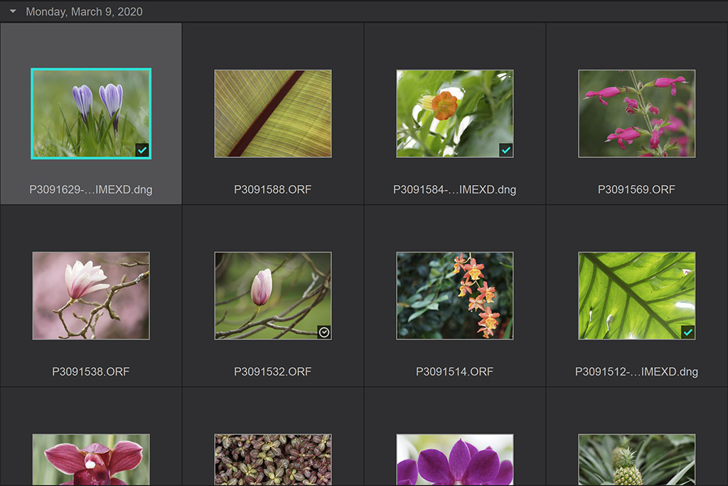 DxO PureRAW 3 showing converted files