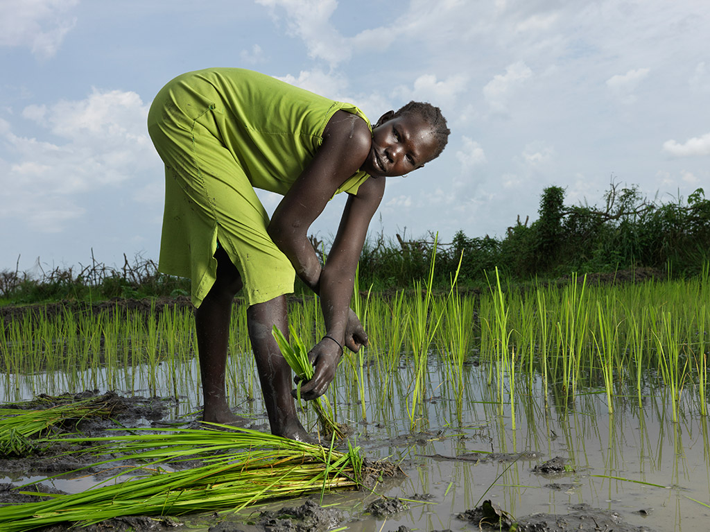Nyaruot Gatluak, 24, plants rice at the Action Against Hunger rice paddy in Paguir. Image credit: Peter Caton documenting sudan floods