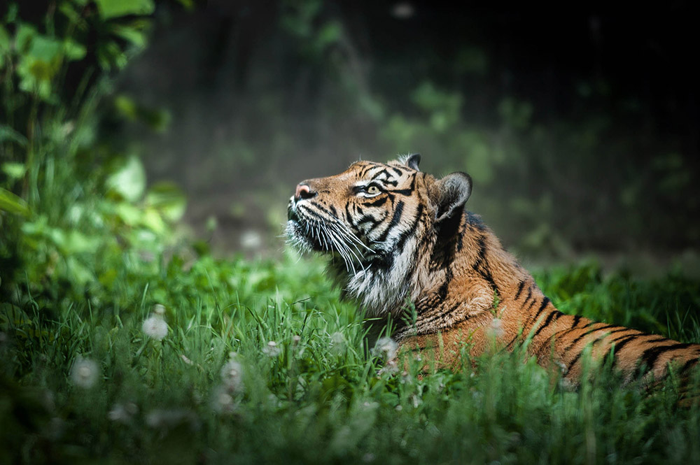 Sumatran Tiger looks up at the treetops. Experiment with how you like to shoot with your camera. We recommend you trying aperture priority as a starting point. Justin Lo , Getty Images