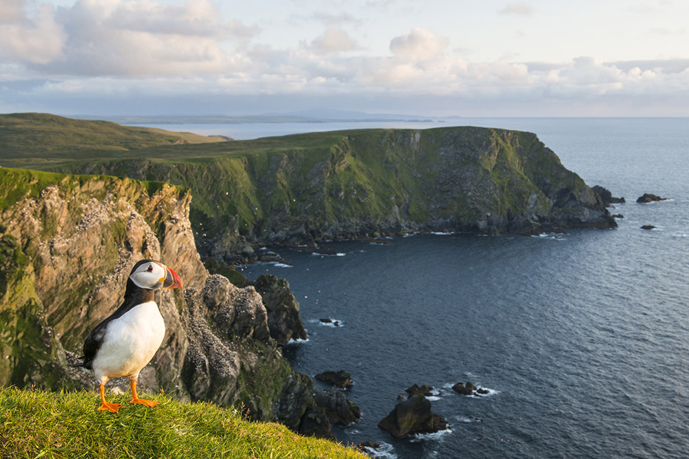 Atlantic puffin (Fratercula arctica) at clifftop edge, Hermaness National Nature Reserve, Unst, Shetland Islands, Scotland