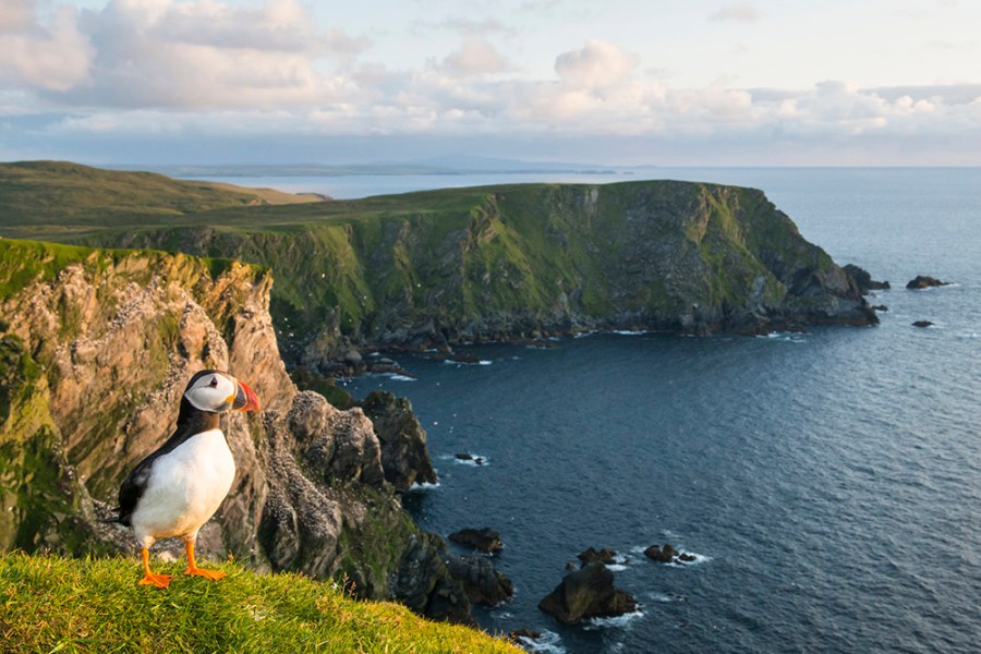 Atlantic puffin (Fratercula arctica) at clifftop edge, Hermaness National Nature Reserve, Unst, Shetland Islands, Scotland. Research is vital so you understand where and when you can photograph nature. Image: James Warwick, Getty Images