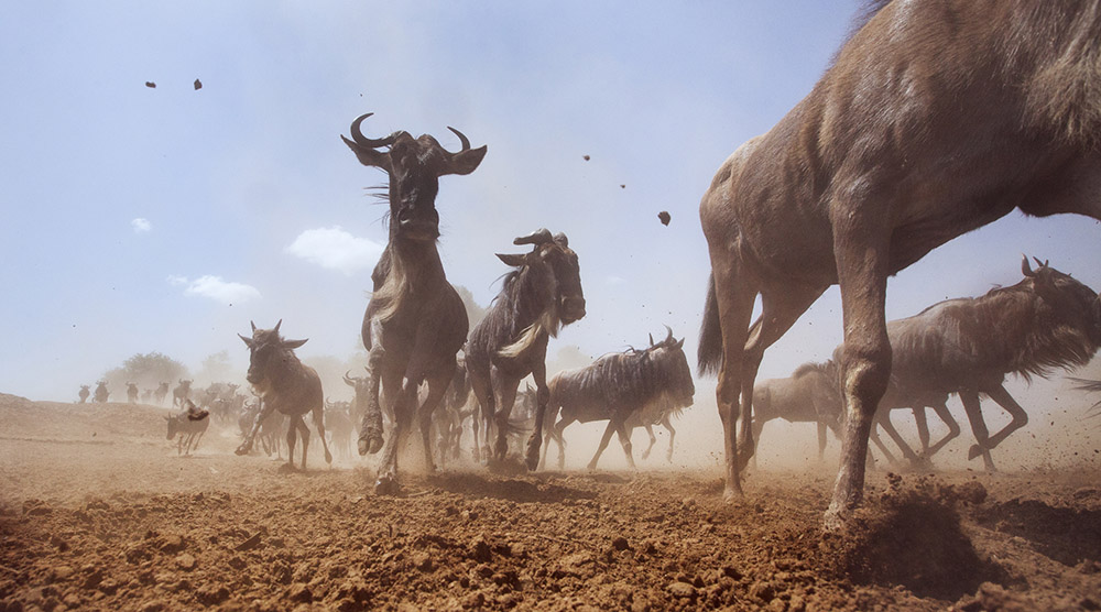 Ultra low angle shot of a herd of buffalos running and stirring up dust