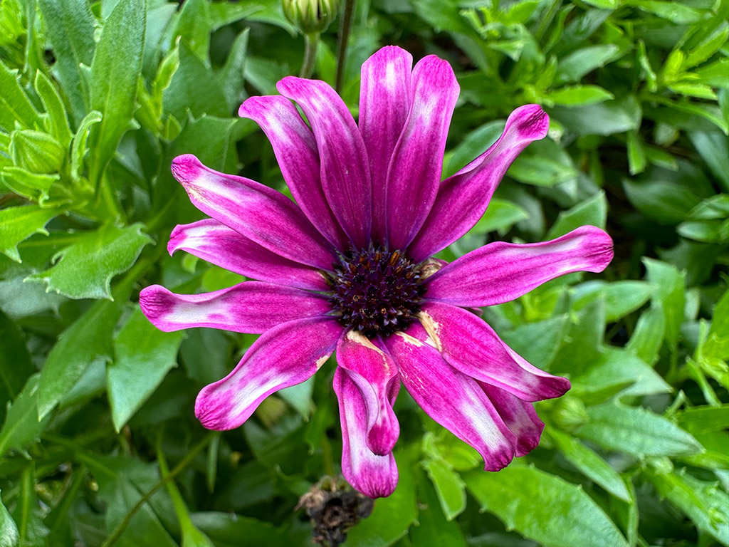 macro smartphones photo of bight pink flower