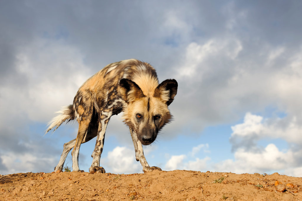 Marsel van Oosten, African wild dog