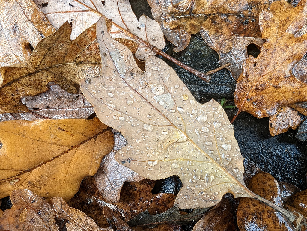 close up macro smartphone photo of brown leaves with water droplets
