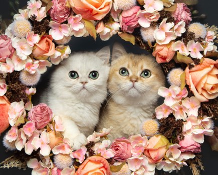 Amanda Glasspell cat photography