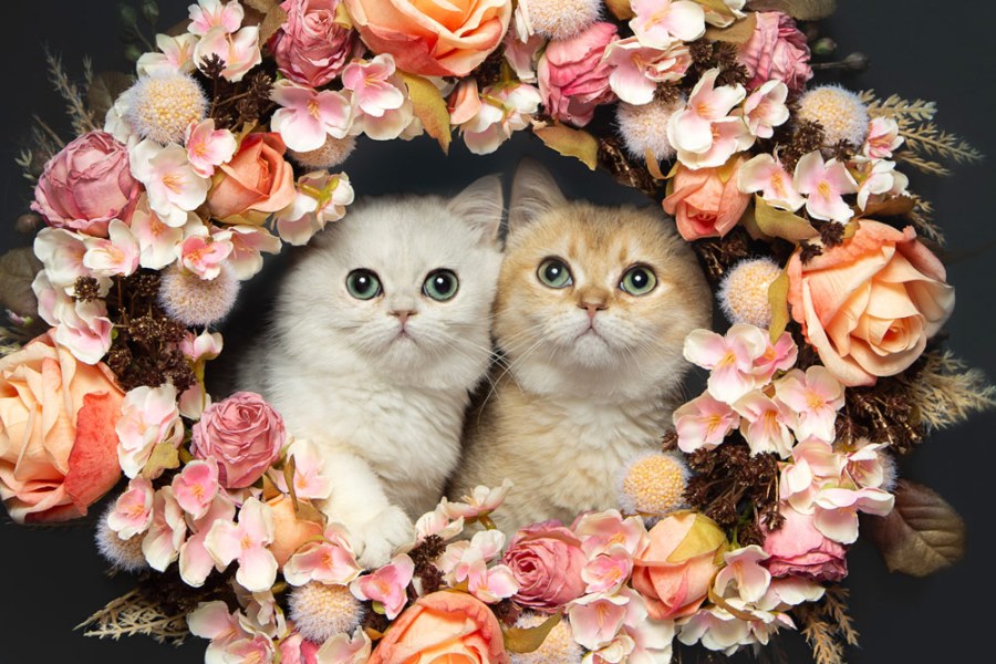 Amanda Glasspell cat photography