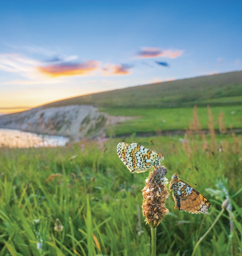 Butterflies against scenic background