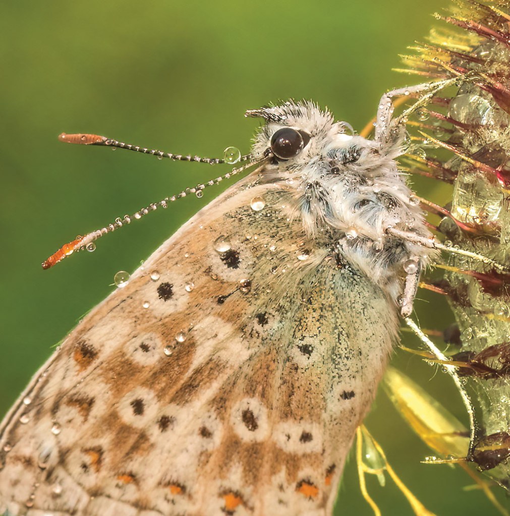 butterfly close-up