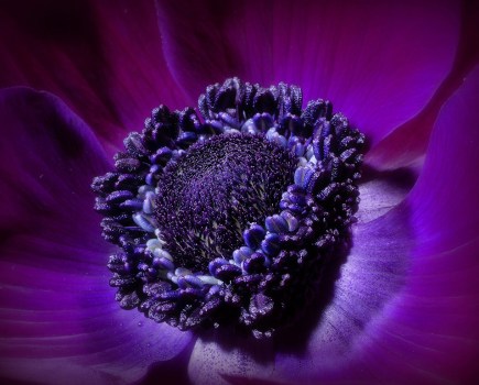 macro close up of purple flower