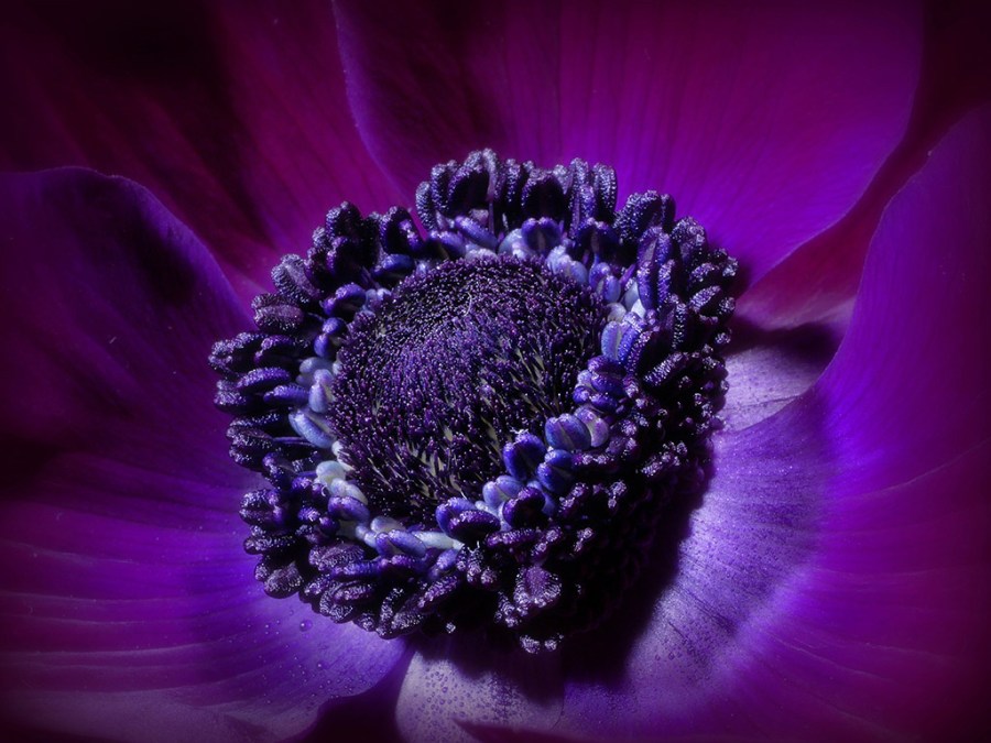 macro close up of purple flower