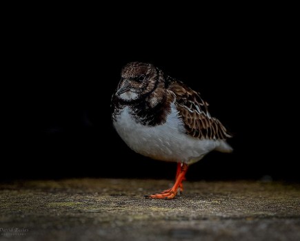 iphone 13 pro max photo taken by david eccles of a turnstone close up with dark background