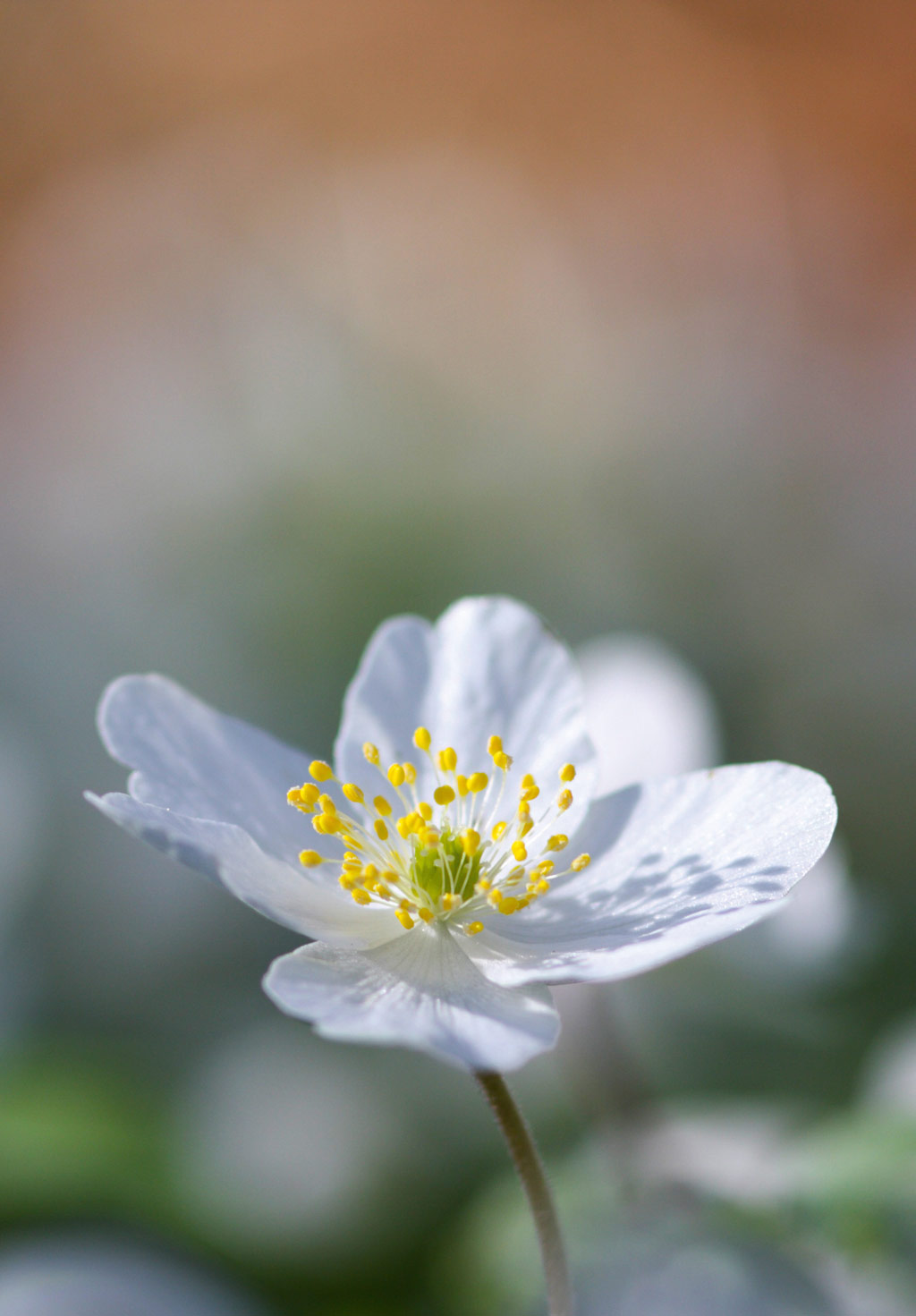 How to get pin-sharp close-up and macro shots