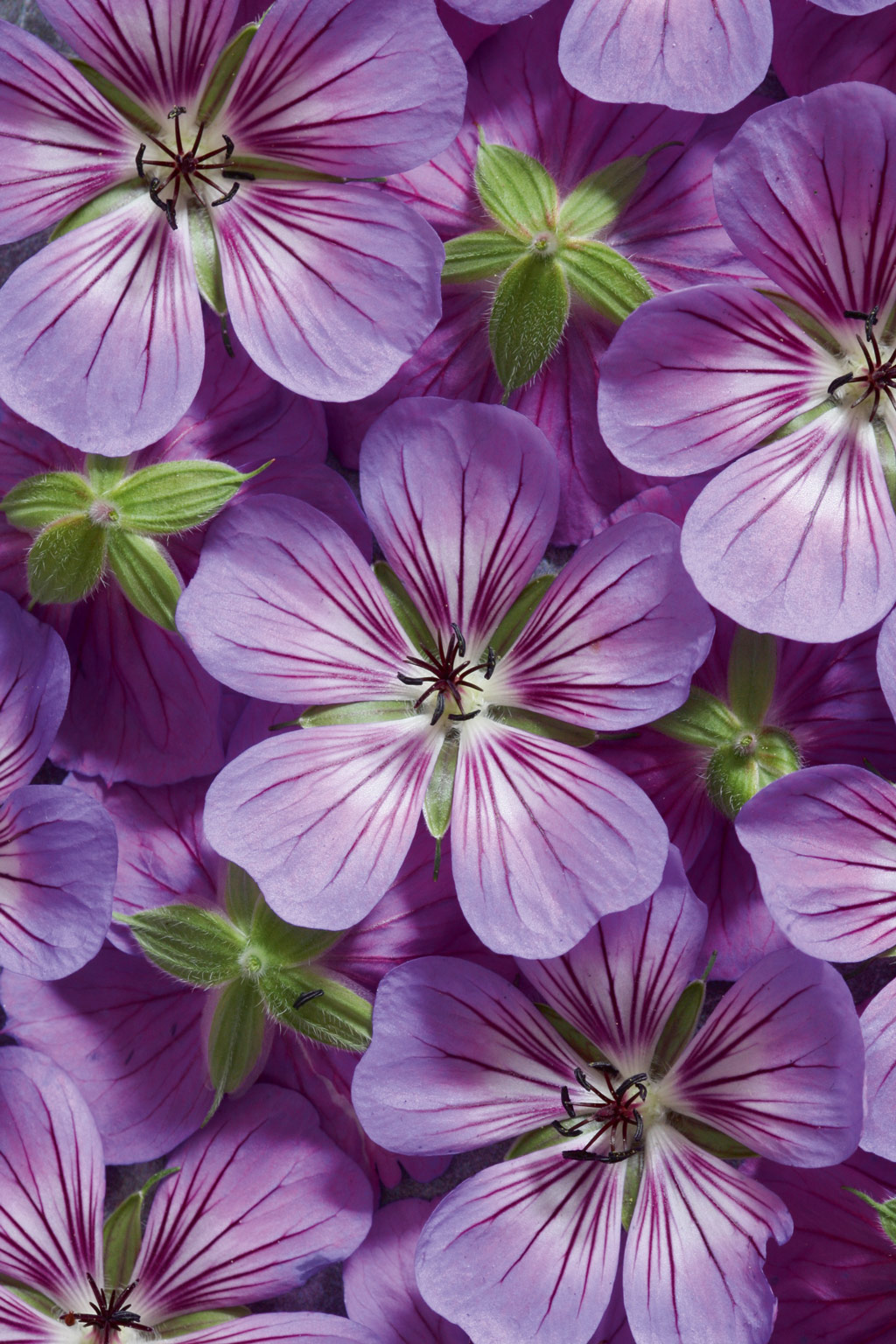 pin-sharp close-up and macro shots - using an Adaptalux reflector