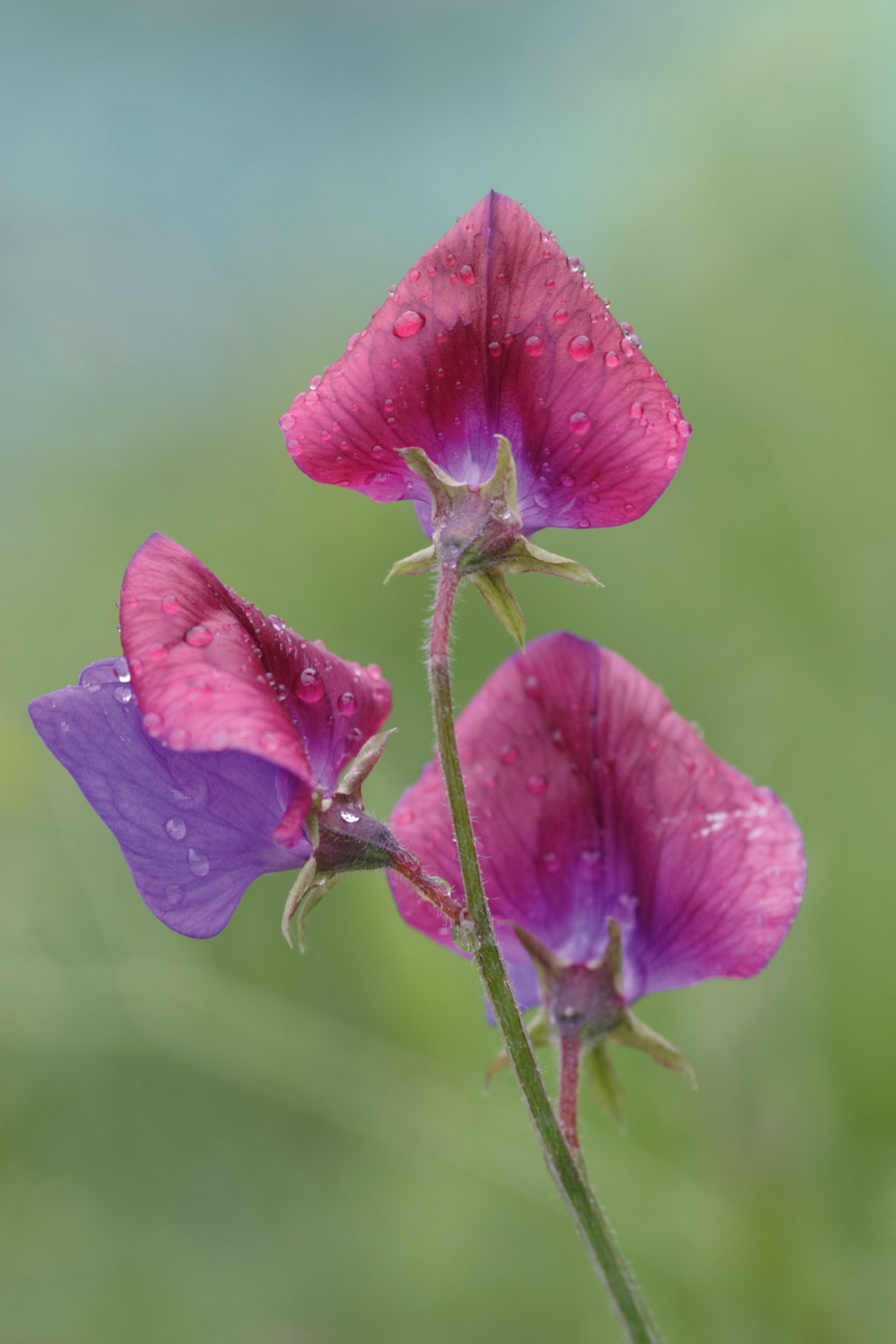 pin-sharp close-up and macro shots - close-up colour of petals