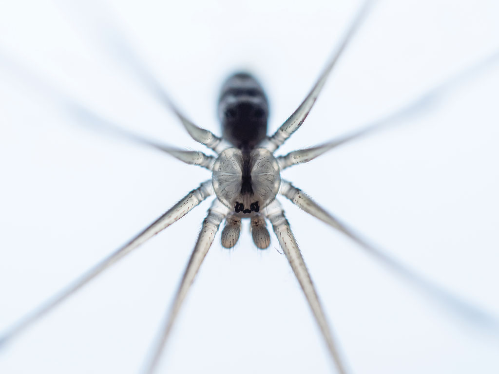 CUPOTY Minimal Gabi Swart. close up of a spider against a white background