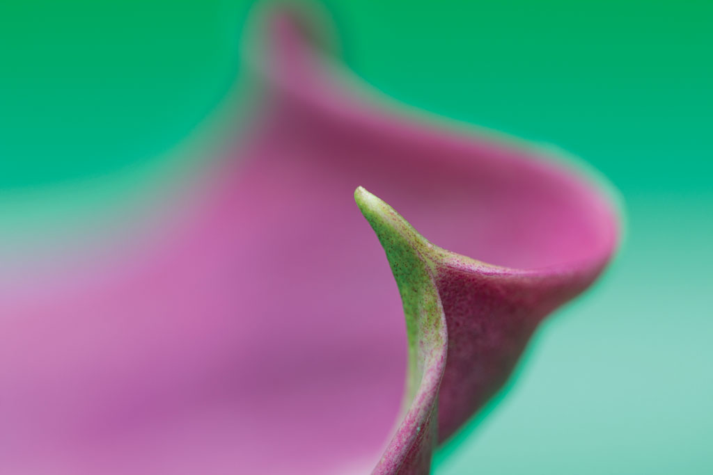 CUPOTY Minimal Jane van Bostelen, close up of lily flower