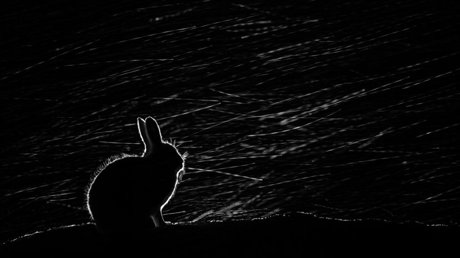 CUPOTY Minimal Stefan Gerrits, outline of a rabbit
