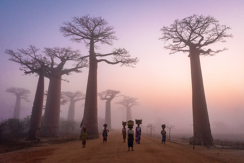Baobab Alley at Sunrise APOY 2023 Round Two Travel winner 