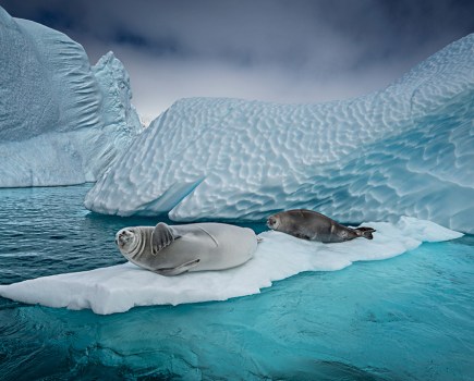 seals resting on an iceberg in antarctica print for sale in 100 for the ocean
