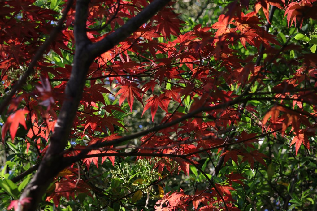 Canon EOS R50 colourful foliage