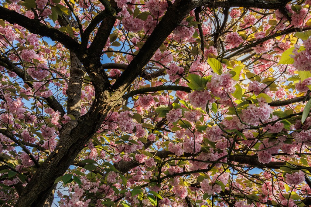 Canon EOS R50 18-45mm zoom blossom sample image
