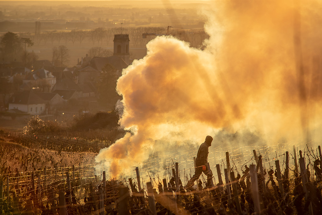 vineyard worker burning vine branches from the previous season in the Pommard Rugiens vineyard in Burgundy, France. Food Photographer of the Year 2023