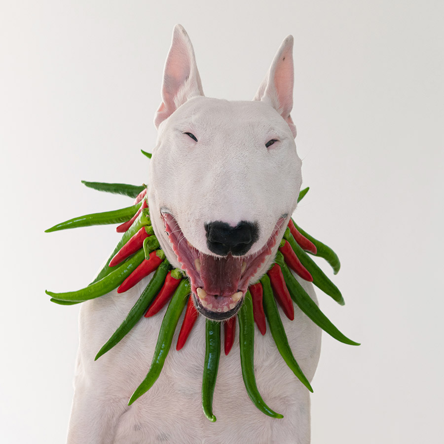 white bull terrier dog with a collar of green and red chilli peppers around its neck Food Photographer of the Year 2023 europe highly commended