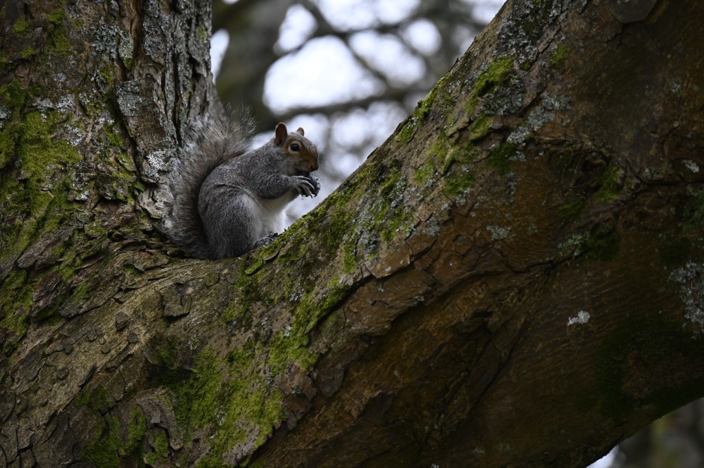 Nikon Nikkor Z 24-200mm f/4-6.3 VR Review sample photos, squirrel perched on a tree, wildlife photography