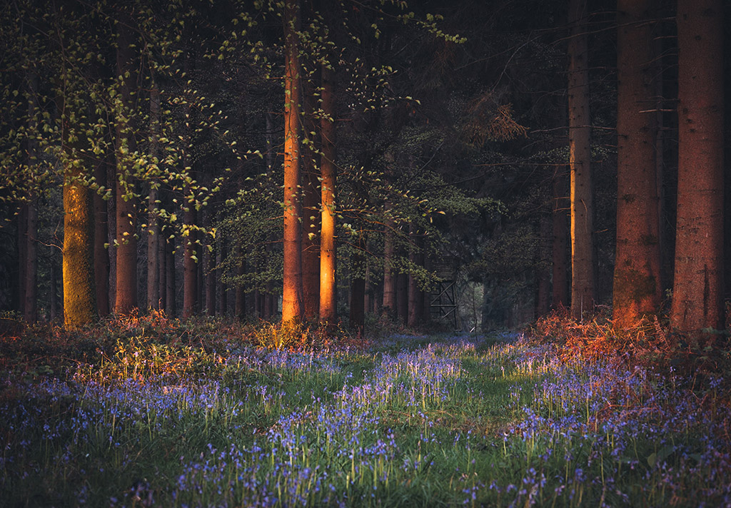 Morning light in the Dorset bluebell woodland. Image: Emily Endean