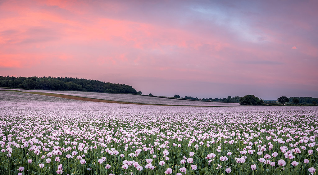 panoramic view of pink wildflower landscape