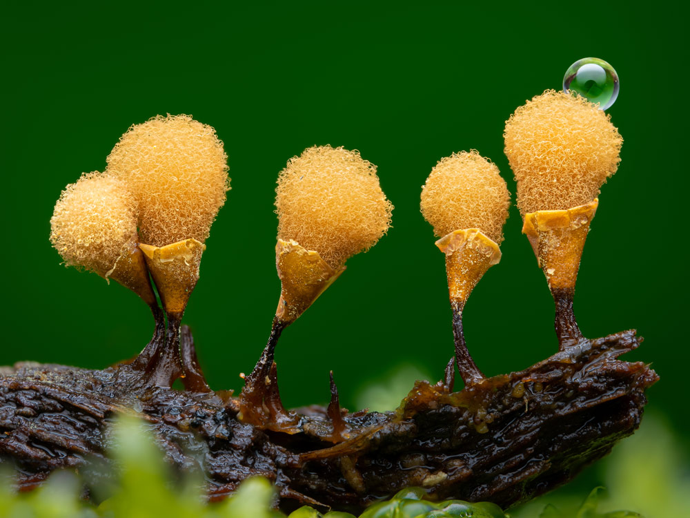 CPOTY young photographer of the year