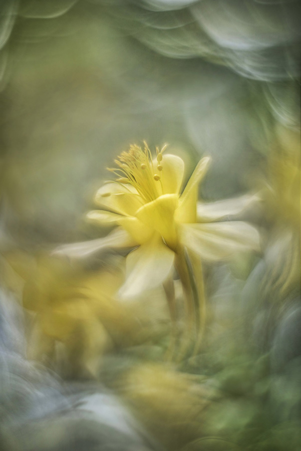  The Secret Garden. Annemarie Farley. RHS Botanical Art and Photography Show 2023. © Annemarie Farley  saatchi gallery